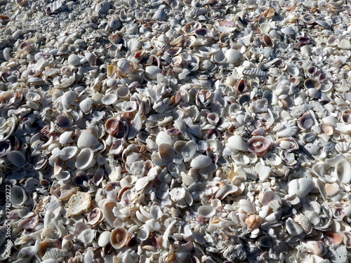 Shell beach at Bomans Beach, Sanibel Island, Florida