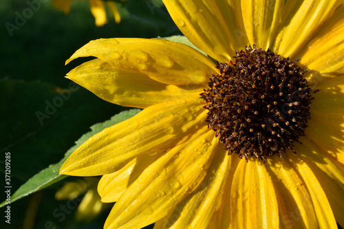 yellow sunflower in your atumn garden