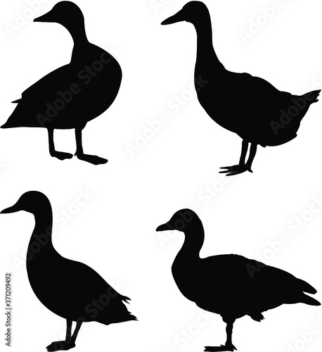 set of silhouettes of ducks