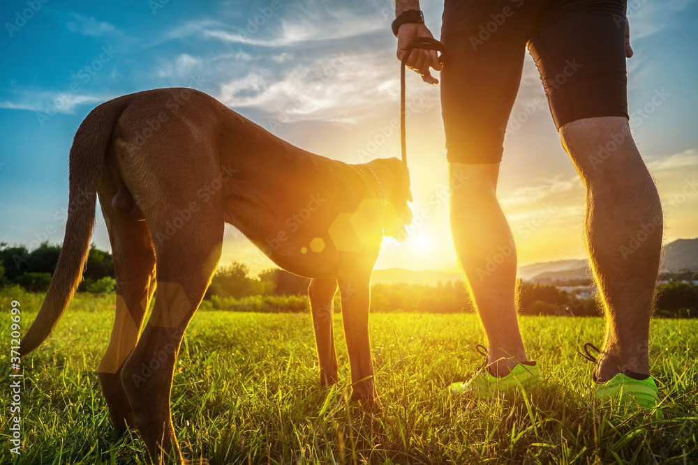 Silhouettes of runner and dog on field under golden sunset sky in evening time. Outdoor running. Athletic young man with his dog are funning in nature. Silhouettes of runner and dog on field under golden sunset sky in evening time. Outdoor running. Athletic young man with his dog are funning in nature.