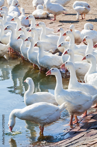 Gooses in a traditional free-range poultry farm in Taiwan