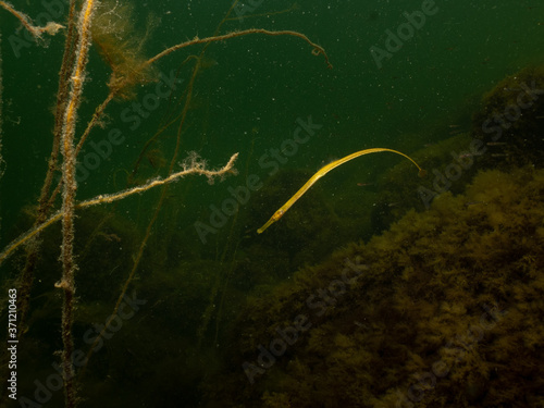 Closeup picture of a Straightnose pipefish, Nerophis ophidion. Picture from Oresund, Malmo, southern Sweden © Dan