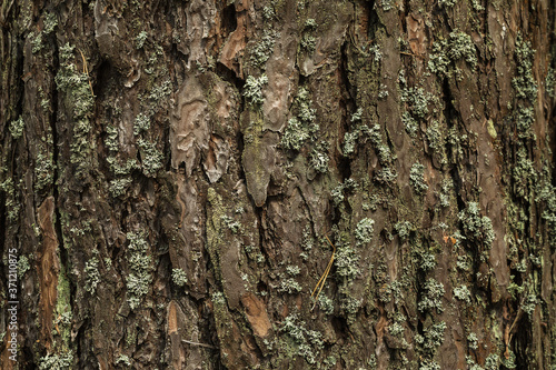 Pine tree background close up