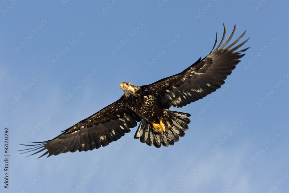 Obraz premium Bald Eagle (Haliaeetus leucocephalus)