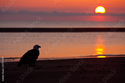 Bald Eagle at sunset taken in Homer Alaska