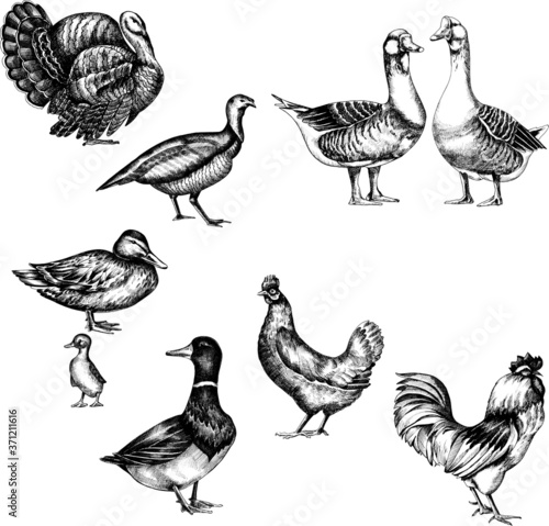 Monochrome vector set of hand drawn farm birds.