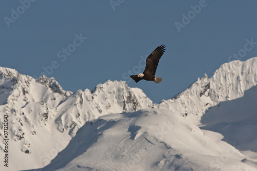 Photography Bald Eagle with mountains taken in SE Alaska