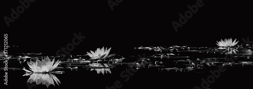 black and white lotus on water in the pond with reflection