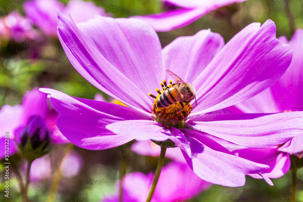 Close-up cosmos flowers with the bee in the outdoor garden. Close-up cosmos flowers with the bee in the outdoor garden.