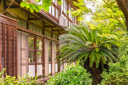 Backyard of a japanese ryokan guesthouse indoor garden with a palm tree and transparent glass shoji doors and mosquito net screen doors.