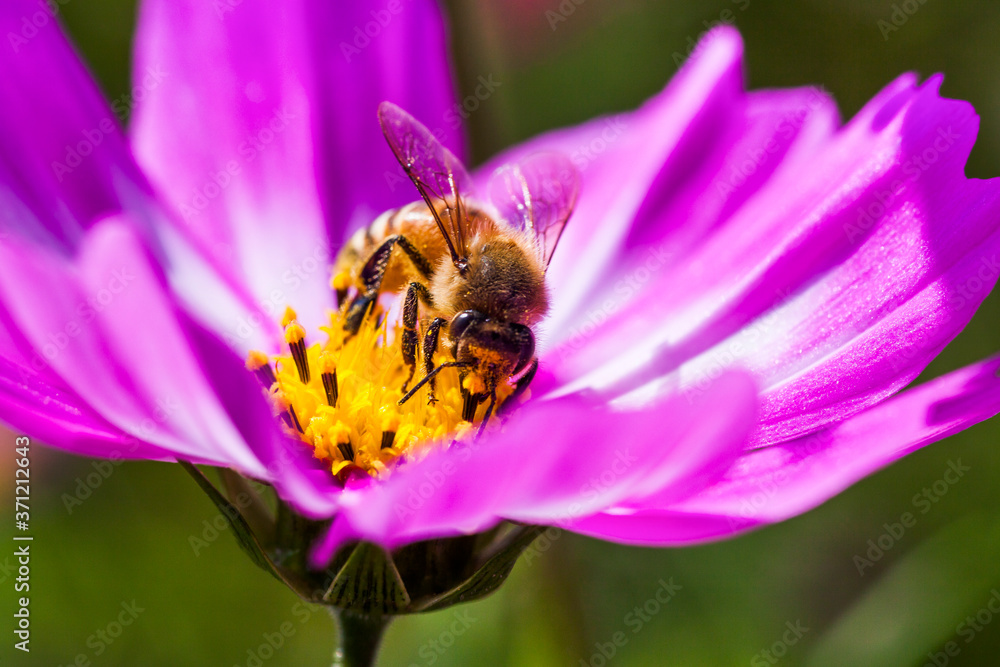 Close-up cosmos flowers with the bee on nature, outdoor garden Close-up cosmos flowers with the bee on nature, outdoor garden