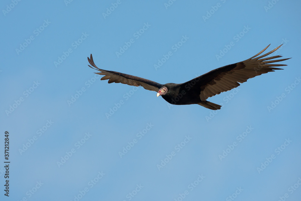 Fototapeta premium Turkey Vulture adult flighing taken in southern MN
