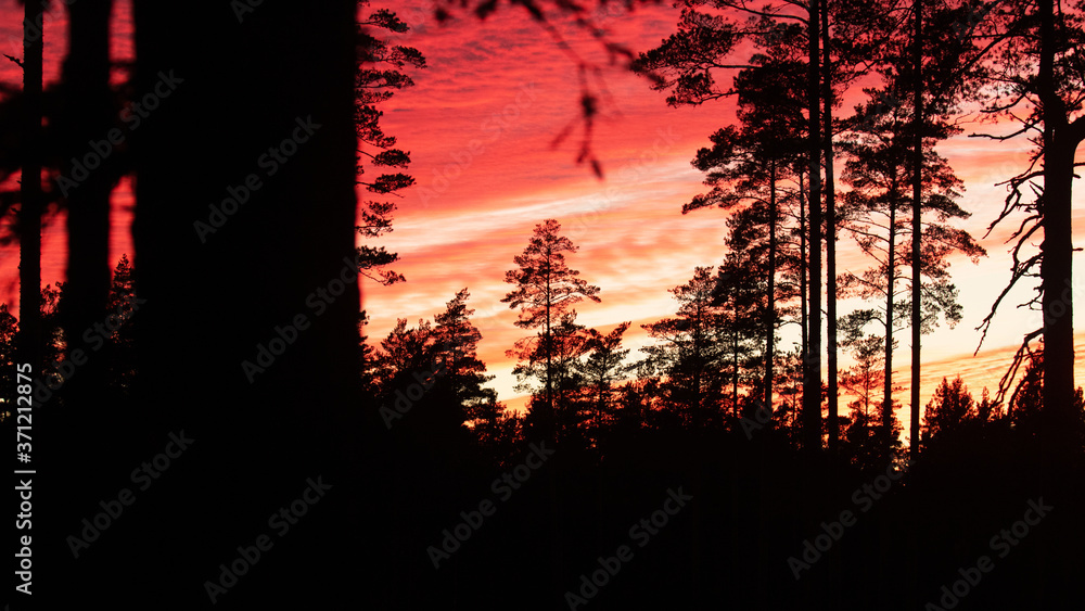 Beautiful sunset colors in boreal pine grove forest of Estonia on an autumn evening. 
