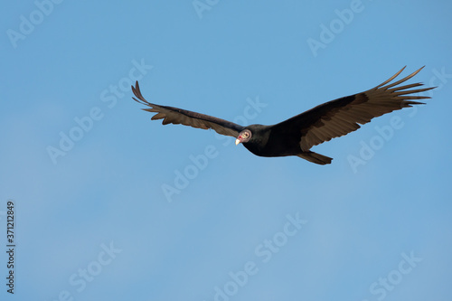 Turkey Vulture adult flighing taken in southern MN