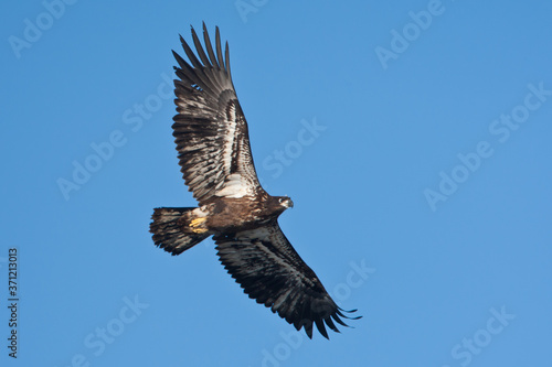 Bald Eagle juvenile in flight taken in southern MN © Stan