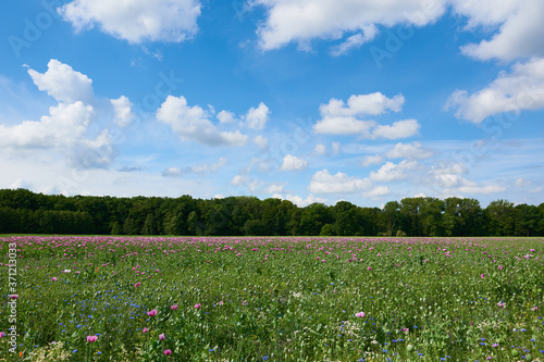 Backmohn    Papaver somniferum  auf einem Feld 