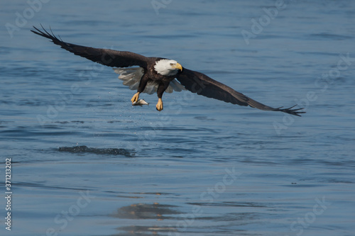 Bald Eagle with fish taken in central MInnesota