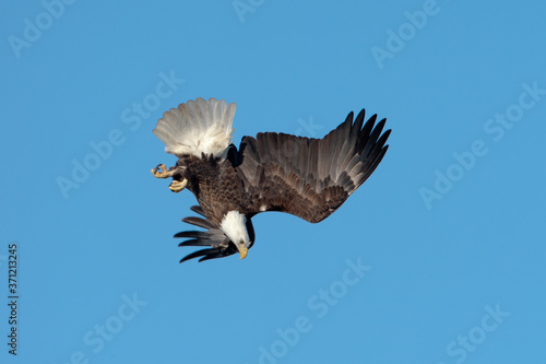 Bald Eagle diving in sky taken in southern MN © Stan
