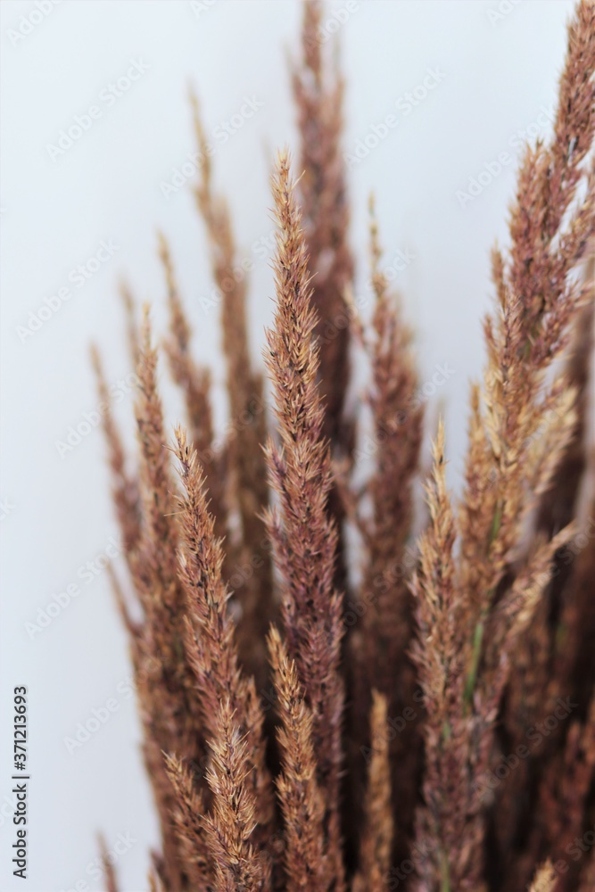 Fototapeta premium bouquet of dried flowers on a white background