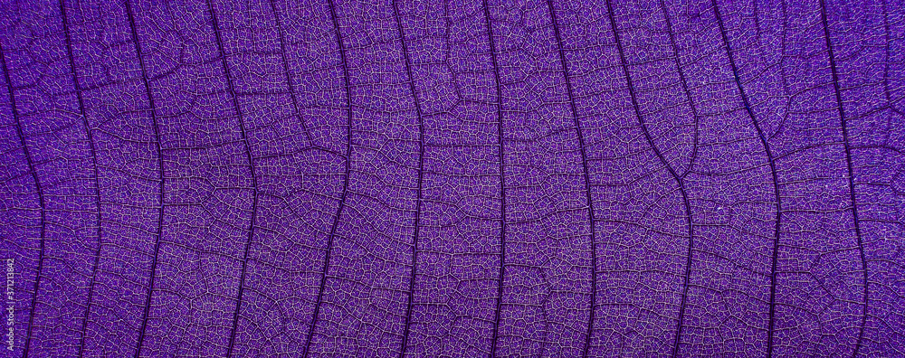 close up view of purple leaf texture ( teak leaf )