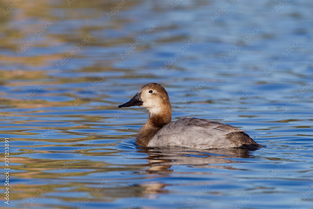 Canvasback duck female taken in SE Arizona Canvasback duck female taken in SE Arizona