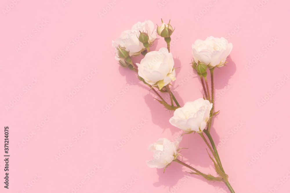 Sprigs of roses white on pink background, copy space. Minimal style flat lay. For greeting card, invitation. March 8, February 14, birthday, Valentine's, Mother's, Women's day concept.