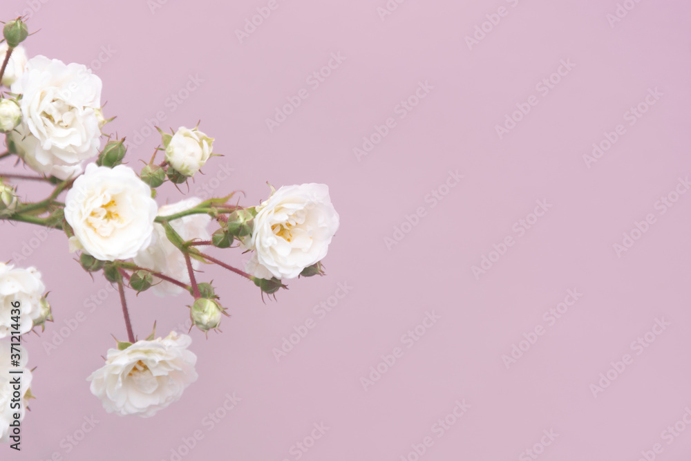 Sprigs of roses white on pink background, copy space. Minimal style flat lay. For greeting card, invitation. March 8, February 14, birthday, Valentine's, Mother's, Women's day concept.