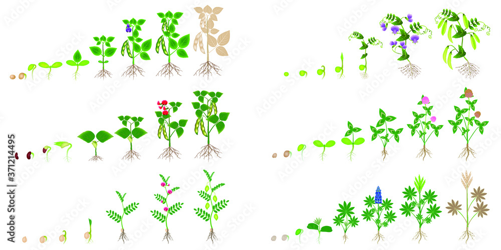 Set of growth cycles of leguminous plants on a white background. Set of growth cycles of leguminous plants on a white background.