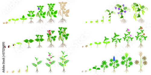 Set of growth cycles of leguminous plants on a white background.