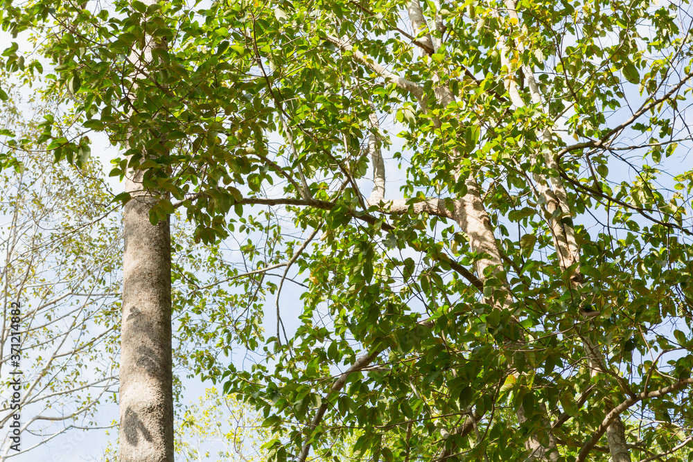 Fototapeta premium Dipterocarpus or Yang Naa in the forest