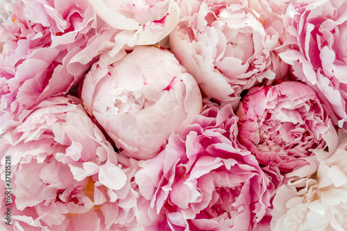 Bouquet of a lot of peonies of pink color close up. Flat lay  top view. Peony flower texture.