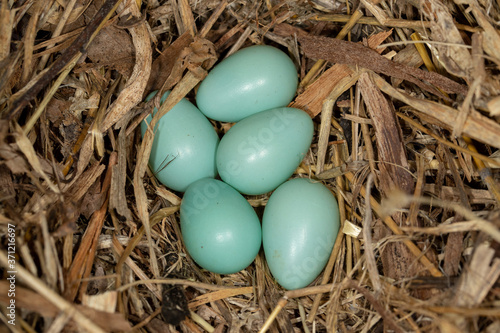 European Starling nest and eggs taken in central MN