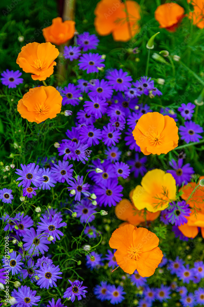 Obraz premium Blume