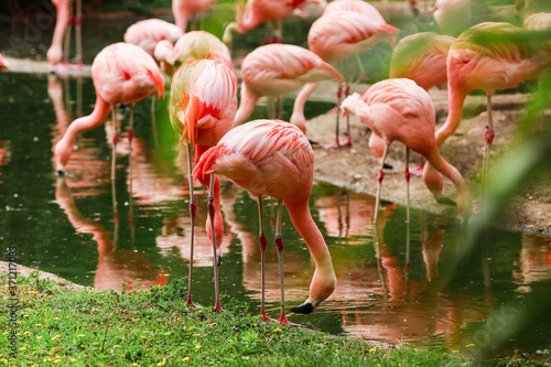 A flock of pink flamingos and reflection in the water. selective focus