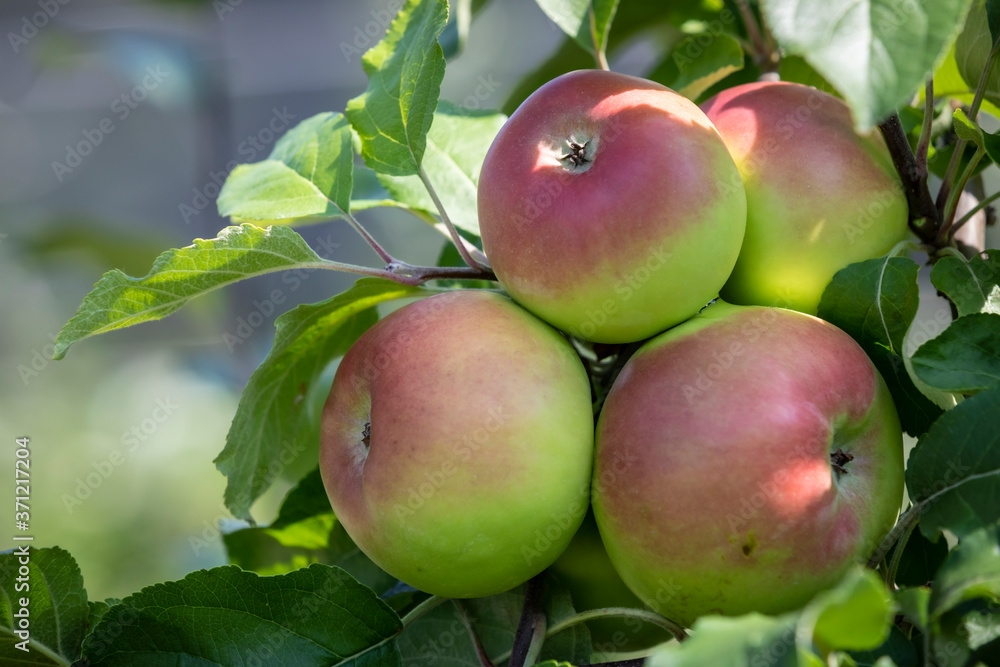 apple tree with fruits in styrian farm, austria