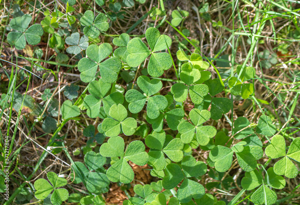 Fototapeta premium Fresh green clover leaves.