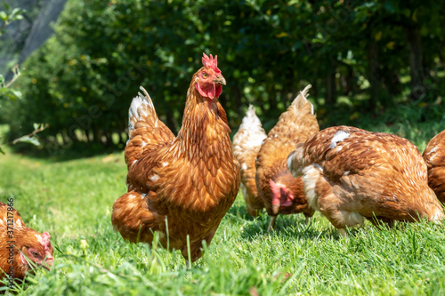 free-range chickens on an organic farm in styria,austria