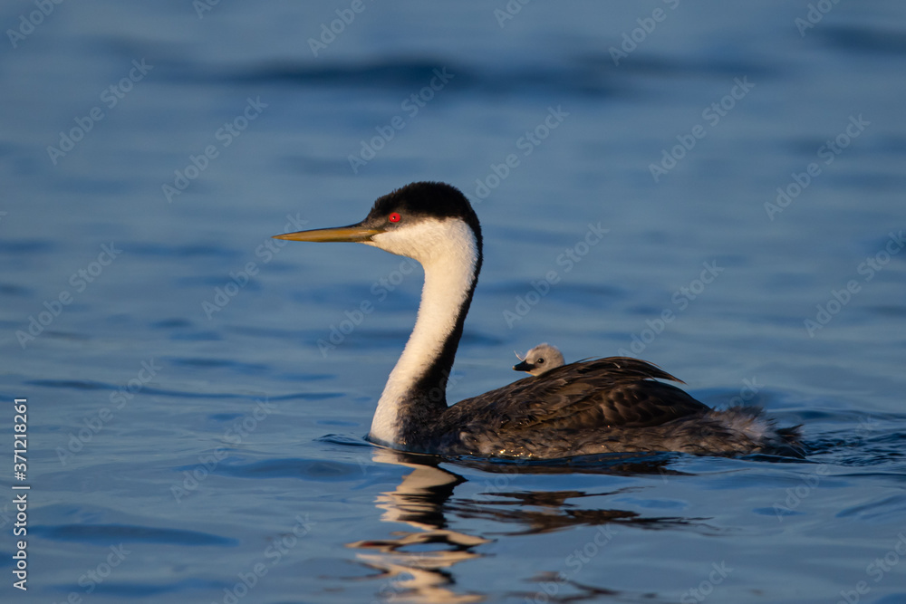 Western Grebe adult and young taken in central Minnesota Western Grebe adult and young taken in central Minnesota