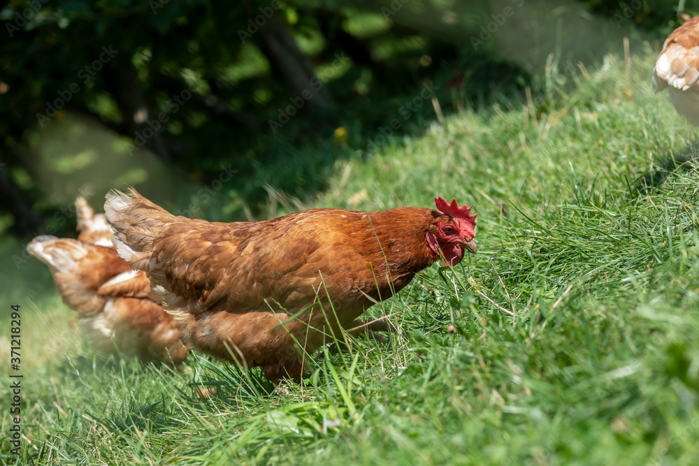 free-range chickens on an organic farm in styria,austria free-range chickens on an organic farm in styria,austria