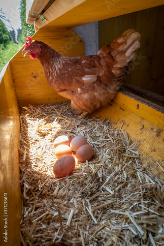 Obraz na płótnie chicken with eggs in henhouse w salonie
