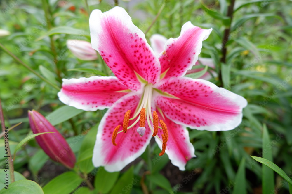 pink lily in the garden