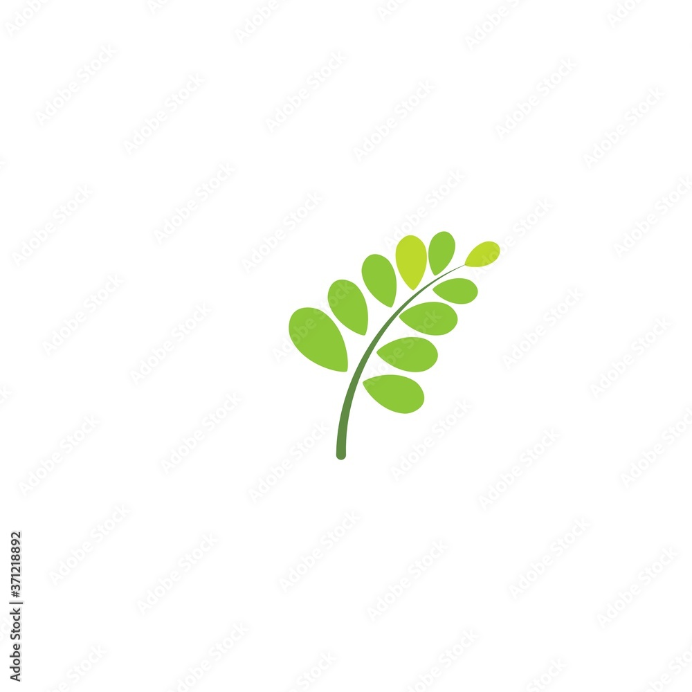 Moringa leaf Logo Template vector