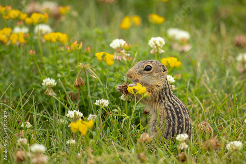 Thirteen-lined Ground Squirrel in flowers taken in southern MN in the wild