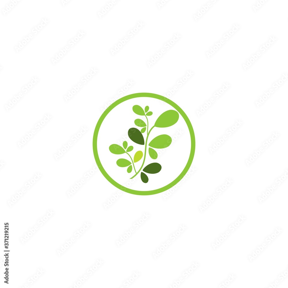 Moringa leaf Logo Template vector Moringa leaf Logo Template vector
