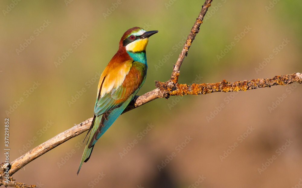 European bee-eater, merops apiaster. An early morning bird sits on a dry branch. The bird is beautifully lit by the morning sun European bee-eater, merops apiaster. An early morning bird sits on a dry branch. The bird is beautifully lit by the morning sun