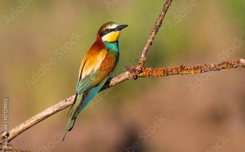 European bee-eater, merops apiaster. An early morning bird sits on a dry branch. The bird is beautifully lit by the morning sun