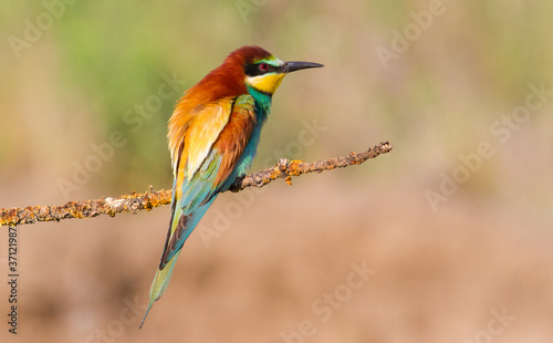 European bee-eater, merops apiaster. The bird sits on a beautiful branch, very pleasant bokeh.