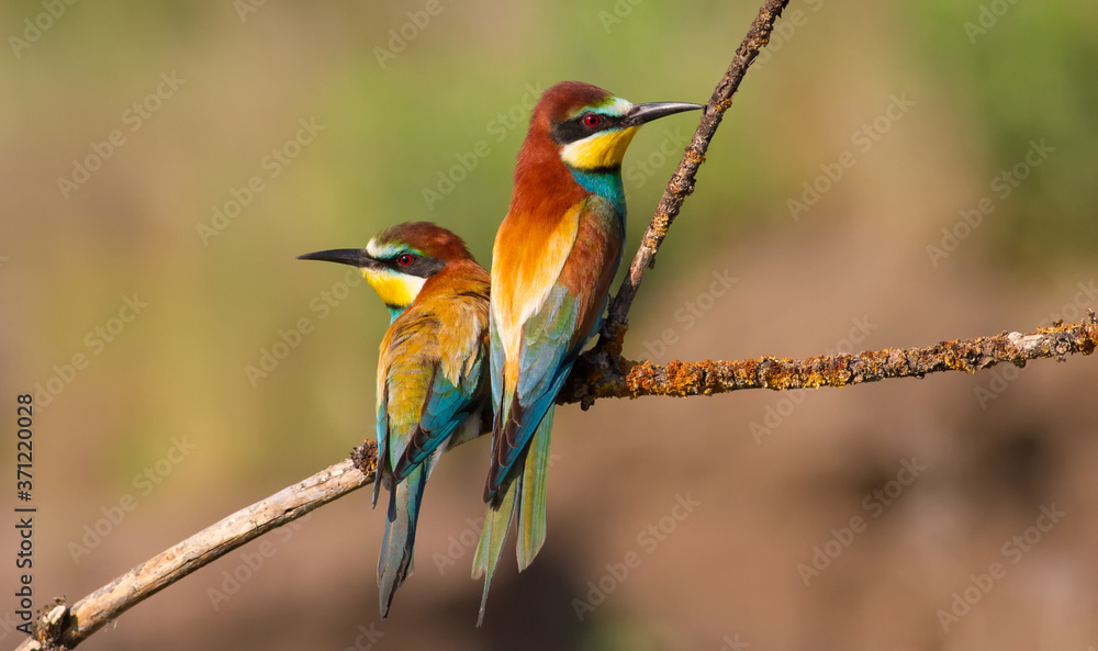 European bee-eater, merops apiaster. In the early morning, a family of birds sitting on a beautiful branch European bee-eater, merops apiaster. In the early morning, a family of birds sitting on a beautiful branch