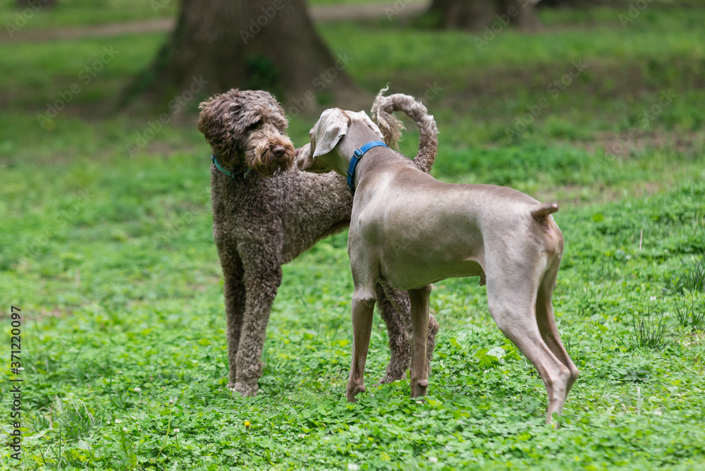 A weimaraner and a labradoodle meet and sniff each others faces at the dog park. Two large breed dogs making friends in the grass. A weimaraner and a labradoodle meet and sniff each others faces at the dog park. Two large breed dogs making friends in the grass.
