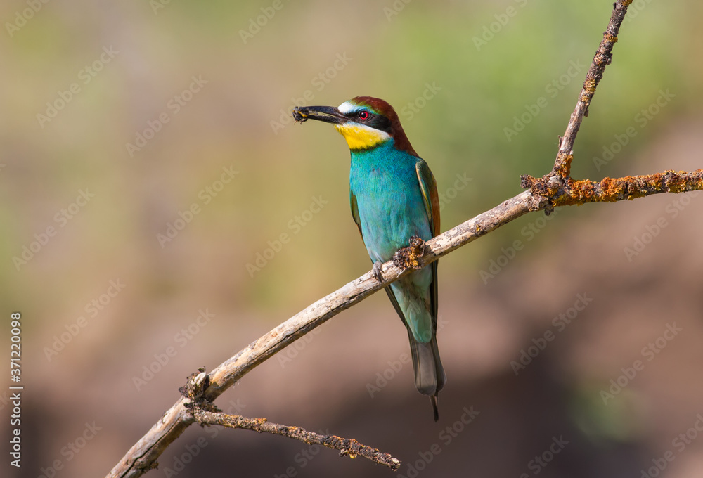 European bee-eater, merops apiaster. The bird sits on a branch and holds a bumblebee in its beak